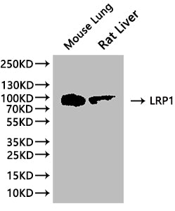 Western Blot: Positive WB detected in: Mouse lung tissue lysate, Rat liver tissue lysate. All lanes: LRP1 antibody at 1:1000. Secondary. Goat polyclonal to rabbit IgG at 1/50000 dilution. Predicted band size: 505 kDa. Observed band size: 100 kDa