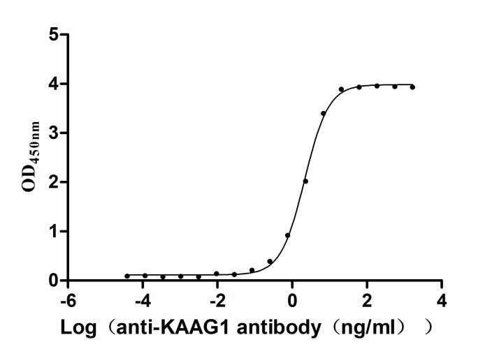 The Binding Activity of Human KAAG1 with Anti-KAAG1 recombinant antibody. Activity: Measured by its binding ability in a functional ELISA. Immobilized Human KAAG1 at 2 Î¼g/mL can bind Anti-KAAG1 recombinant antibody. The EC50 is 2.040-2.284 ng/mL.