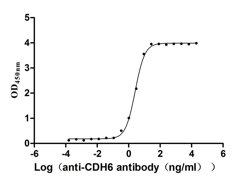 The Binding Activity of Human CDH6 with Anti-CDH6 Recombinant Antibody. Activity: Measured by its binding ability in a functional ELISA. Immobilized Human CDH6 at 2 Î¼g/mL can bind Anti-CDH6 recombinant antibody. The EC50 is 2.421-2.802 ng/mL.
