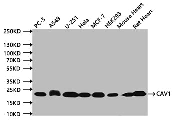 Western Blot. Positive WB detected in:PC-3 whole cell lysate (20Âµg), A549 whole cell lysate (20Âµg), U251 whole cell lysate (20Âµg), Hela whole cell lysate (20Âµg), MCF-7 whole cell lysate (20Âµg), HEK293 whole cell lysate (20Âµg),  Mouse Heart tissue lysate (20Âµg), Rat Heart tissue lysate (20Âµg). All lanes: CAV1 antibody at 1:500. Secondary. Goat polyclonal to mouse IgG at 1/50000 dilution. Predicted band size:20 kDa. Observed band size:20 kDa. Exposure time:120s