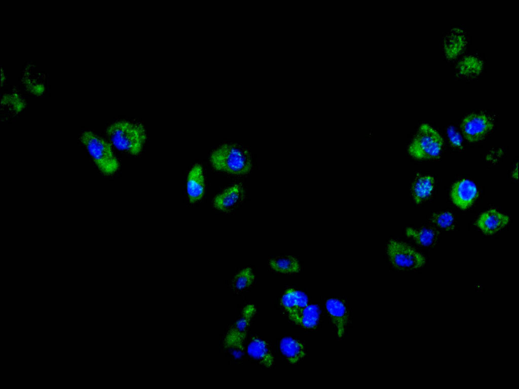 ImmunofluorescenceÂ stainingÂ ofÂ helaÂ cellÂ withÂ atÂ 1:50,Â counter stainedÂ withÂ DAPI.Â TheÂ cellsÂ wereÂ fixedÂ inÂ 4%Â formaldehydeÂ andÂ blockedÂ inÂ 10%Â normalÂ GoatÂ Serum.Â TheÂ cellsÂ wereÂ thenÂ incubatedÂ withÂ theÂ antibodyÂ overnightÂ atÂ 4C.Â TheÂ secondaryÂ antibodyÂ wasÂ FITC-conjugatedÂ AffiniPureÂ GoatÂ Anti-MouseÂ IgG(H+L).