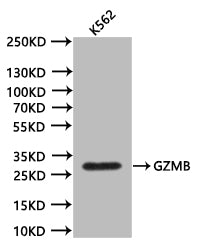 Western Blot. Positive WB detected in:K562 whole cell lysate (20Âµg). All lanes: GZMB antibody at 1:1000. Secondary. Goat polyclonal to mouse IgG at 1/50000 dilution. Predicted band size:27.7 kDa. Observed band size:28 kDa. Exposure time:300s