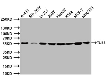 Western Blot. Positive WB detected in:A431 whole cell lysate (20Âµg), SH-SY5Y whole cell lysate (20Âµg), U251 whole cell lysate (20Âµg), 293T whole cell lysate (20Âµg), HepG2 whole cell lysate (20Âµg), K562 whole cell lysate (20Âµg), MCF7 whole cell lysate (20Âµg), NIH/3T3 whole cell lysate (20Âµg). All lanes: TUBB antibody at 1:1000. Secondary. Goat polyclonal to human IgG at 1/40000 dilution. Predicted band size:49 kDa. Observed band size:55 kDa. Exposure time:5s