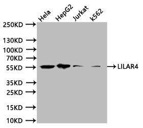 Western Blot. Positive WB detected in:Hela whole cell lysate (20Âµg), HpeG2 whole cell lysate (20Âµg), Jurkat whole cell lysate (20Âµg), K562 whole cell lysate (20Âµg). All lanes: LILRA4 antibody at 1:1000. Secondary. Goat polyclonal to human IgG at 1/40000 dilution. Predicted band size:55.18, 47.81 kDa. Observed band size:50 kDa. Exposure time:20s