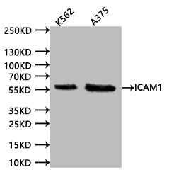 Western Blot. Positive WB detected in:K562 whole cell lysate (20Âµg), A375 whole cell lysate (20Âµg). All lanes: ICAM1 antibody at 1:1000. Secondary. Goat polyclonal to human IgG at 1/40000 dilution. Predicted band size:57.83 kDa. Observed band size:58 kDa. Exposure time:120s