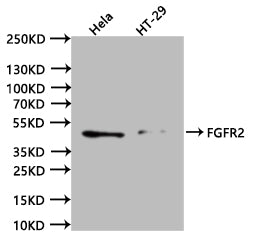 Western Blot. Positive WB detected in:hela whole cell lysate (20Âµg), HT29 whole cell lysate (20Âµg). All lanes: FGFR2 antibody at 1:1000. Secondary. Goat polyclonal to human IgG at 1/40000 dilution. Predicted band size:92.03, 86.13, 76.70, 28.29, 40.61, 79 kDa. Observed band size:41 kDa. Exposure time:120s