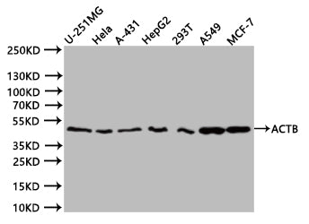 Western Blot. Positive WB detected in:U251 whole cell lysate (20Âµg), Hela whole cell lysate (20Âµg), HepG2 whole cell lysate (20Âµg), 293T whole cell lysate (20Âµg), A549 whole cell lysate (20Âµg), MCF7 whole cell lysate (20Âµg). All lanes: ACTB antibody at 1:1000. Secondary. Goat polyclonal to mouse IgG at 1/40000 dilution. Predicted band size:42 kDa. Observed band size:42 kDa. Exposure time:20s