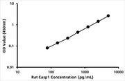 Rat Caspase-1 (CASP1) ELISA Kit