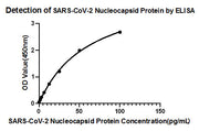 Rabbit anti-SARS-CoV-2 Nucleocapsid Protein mAb (CAP)