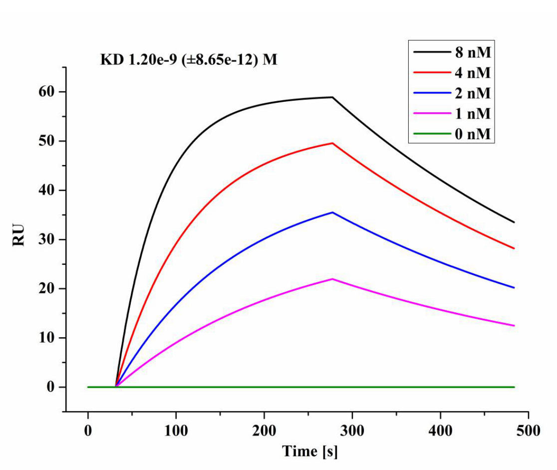 Rabbit anti-SARS-CoV-2 Nucleocapsid Protein mAb (DET)