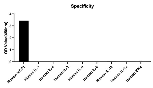 Rabbit anti-Human CCL2/MCP-1 mAb