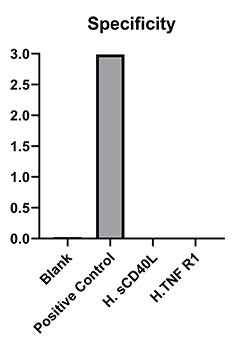 Rabbit anti-Human CD40 mAb (DET)