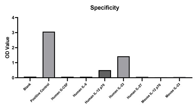 Rabbit anti-Human IL-12/IL-23 p40 mAb