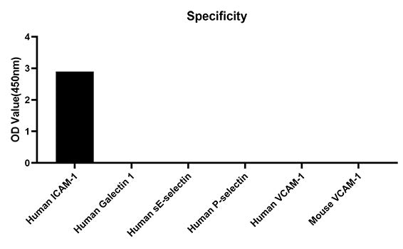 Rabbit anti-Human ICAM-1  mAb(CAP)