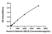 Rabbit anti-Human E-Selectin/SELE mAb
