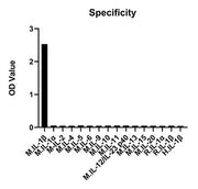 Rabbit anti-Mouse IL-1 beta mAb