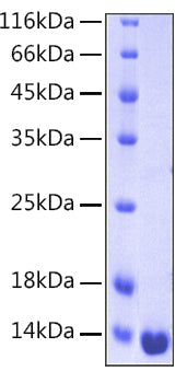 Recombinant Human Galectin-1/LGALS1 Protein