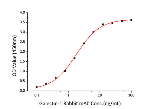 Recombinant Human Galectin-1/LGALS1 Protein