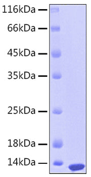 Recombinant Human S100-A12 Protein