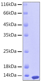 Recombinant Human S100-A12 Protein