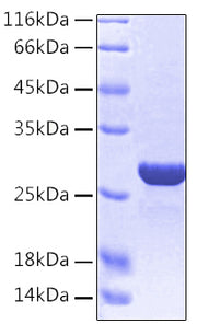 Recombinant Human HMGB1 Protein