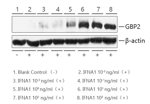 Recombinant Human IFN-alpha 1/13(Q114A) Protein