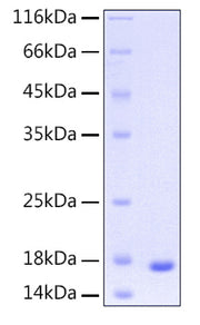 Recombinant Human UBE2D3 Protein