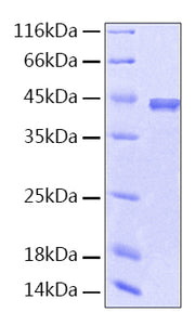 Recombinant Human Serpin F1/PEDF Protein