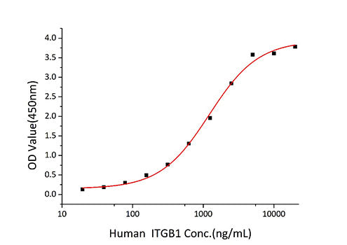 Recombinant Human SLC3A2/CD98 Protein
