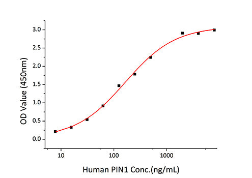 Recombinant Human PIN1 Protein