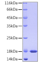 Recombinant Human PPIase A/PPIA Protein