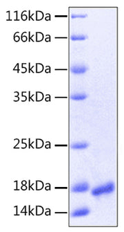 Recombinant Human VEGF-A/VEGF121(K321N) Protein
