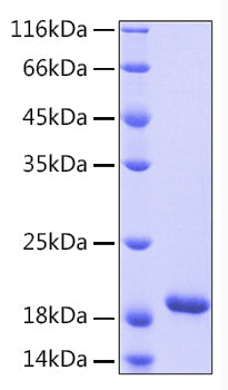 Recombinant Human IL-33 Protein
