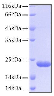Recombinant Human BID Protein