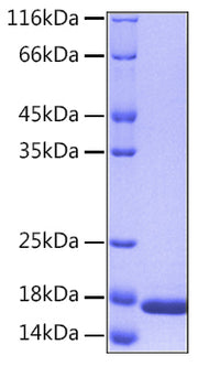 Recombinant Human IL-36 alpha/IL-1F6 Protein