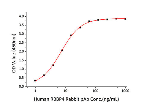 Recombinant Human RBBP-4 Protein