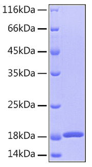 Recombinant Human GMF-Beta/GMFB Protein