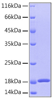 Recombinant Human GMF-Beta/GMFB Protein