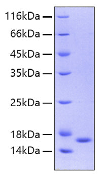 Recombinant Human IL-36 gamma/IL-1F9 Protein