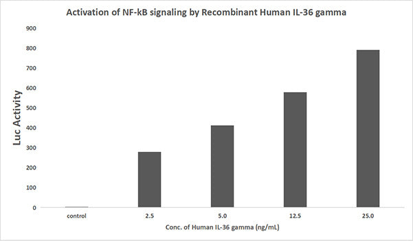 Recombinant Human IL-36 gamma/IL-1F9 Protein