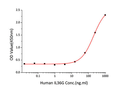 Recombinant Human IL-36 gamma/IL-1F9 Protein