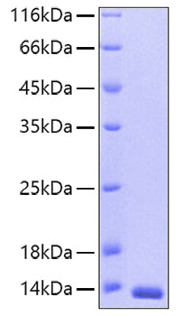 Recombinant Human Thioredoxin/SASP/TXN Protein