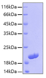 Recombinant Human IL-16 Protein