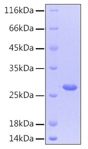 Recombinant Human CNTF Protein