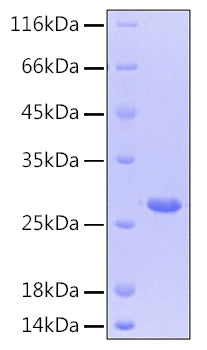 Recombinant Human CNTF Protein