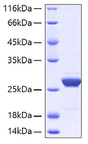 Recombinant Human Apolipoprotein A-I/APOA1 Protein