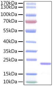 Recombinant Human IL-11 Protein