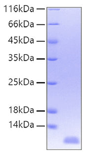 Recombinant Human IL-8/CXCL8/GCP-1 Protein