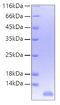Recombinant Human IL-8/CXCL8/GCP-1 Protein