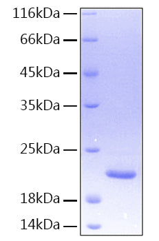 Recombinant Human TNFSF15/TL1 Protein